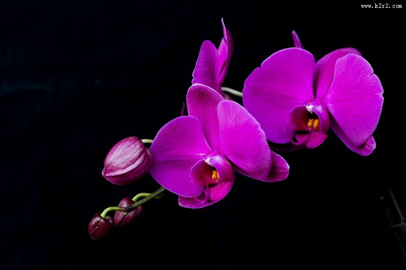 蝴蝶兰图片