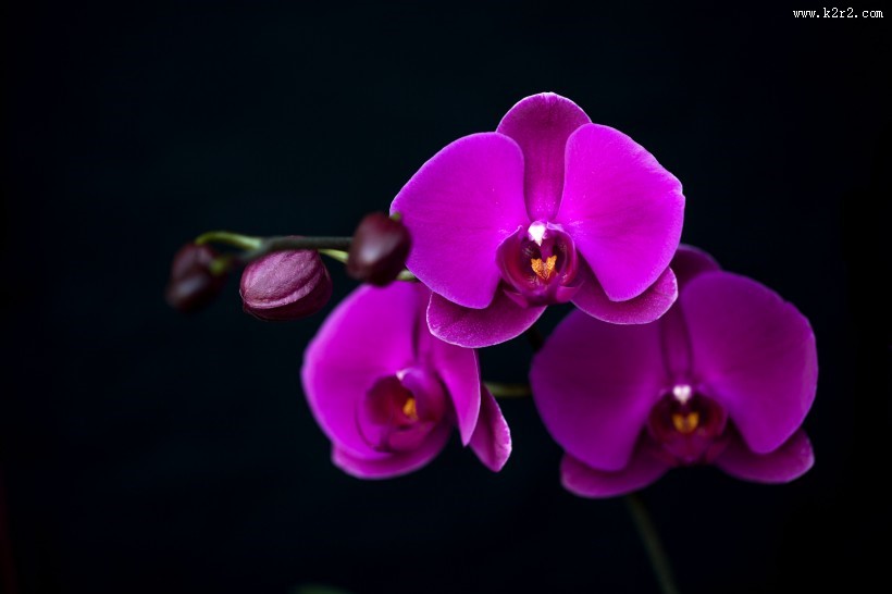 蝴蝶兰图片