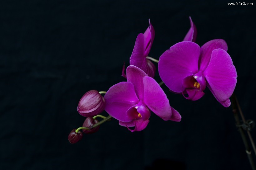 蝴蝶兰图片