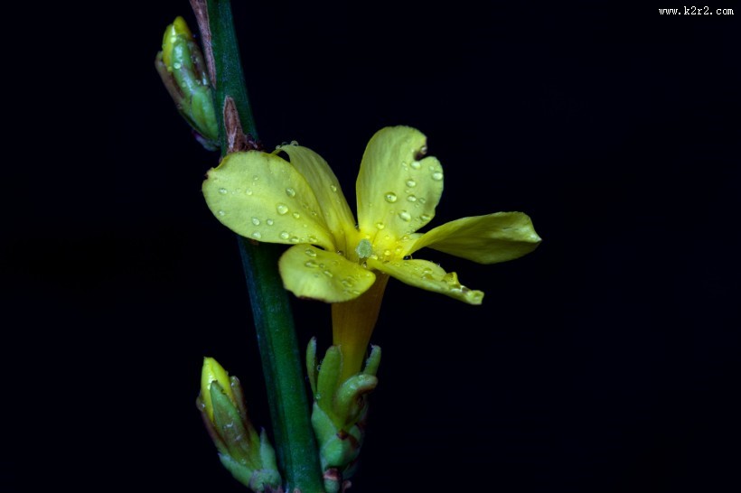 迎春花图片大全