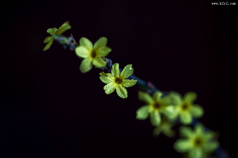 迎春花图片大全