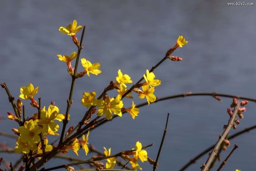 迎春花图片大全
