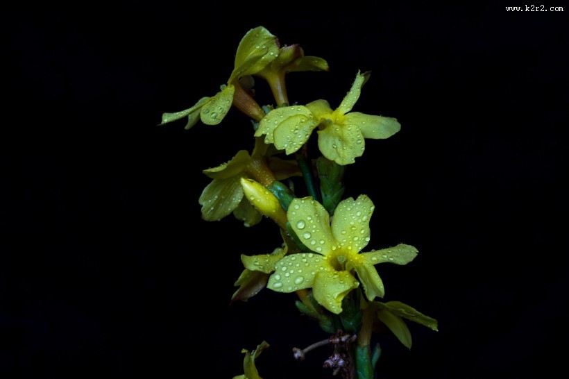 迎春花图片大全