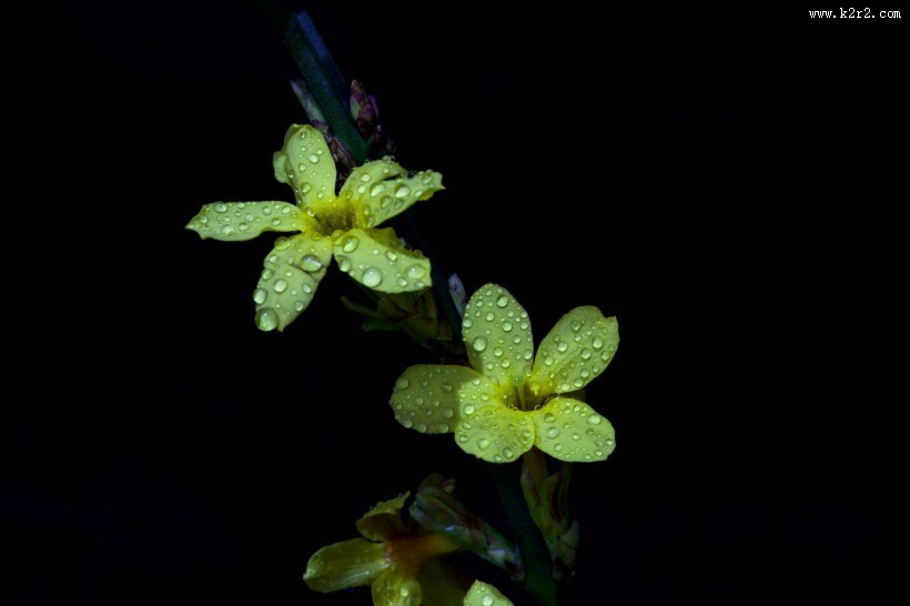 迎春花图片大全