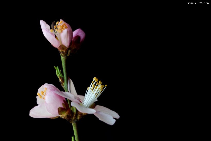 微距桃花图片