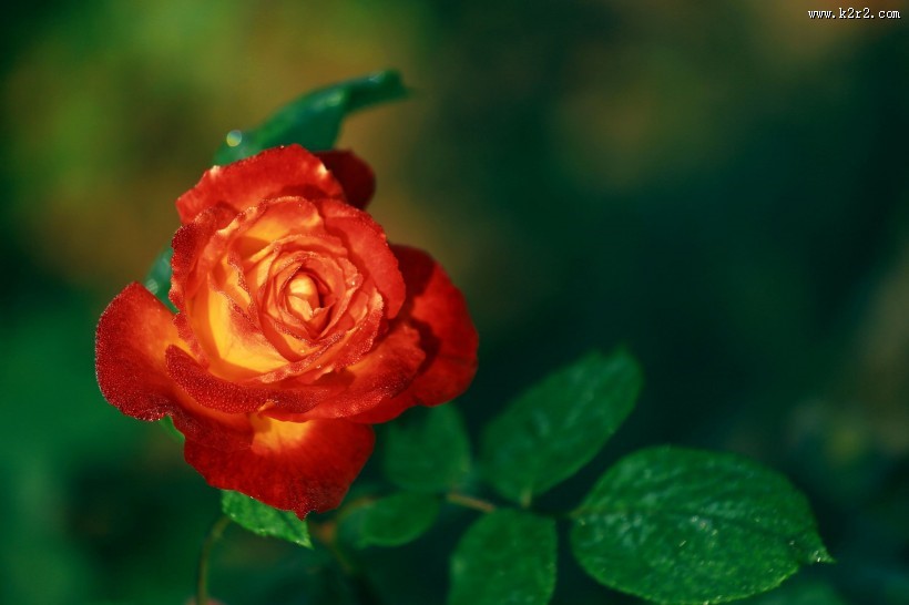 月季花图片大全