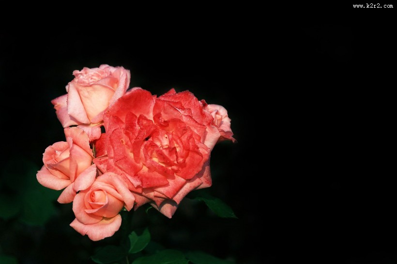 月季花图片大全