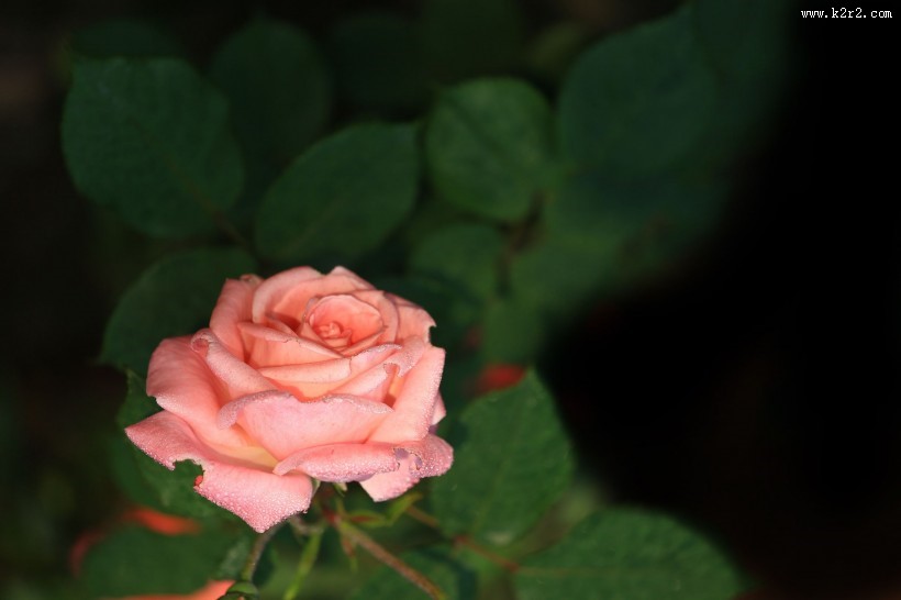 月季花图片大全