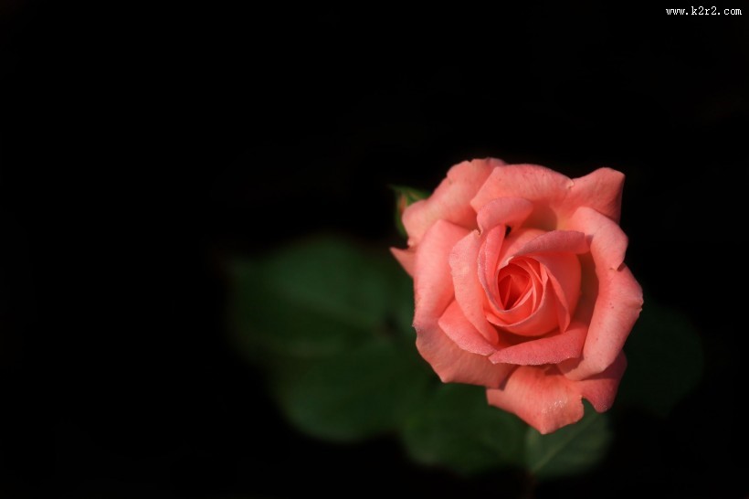 月季花图片大全