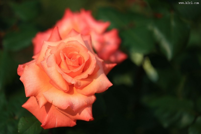 月季花图片大全