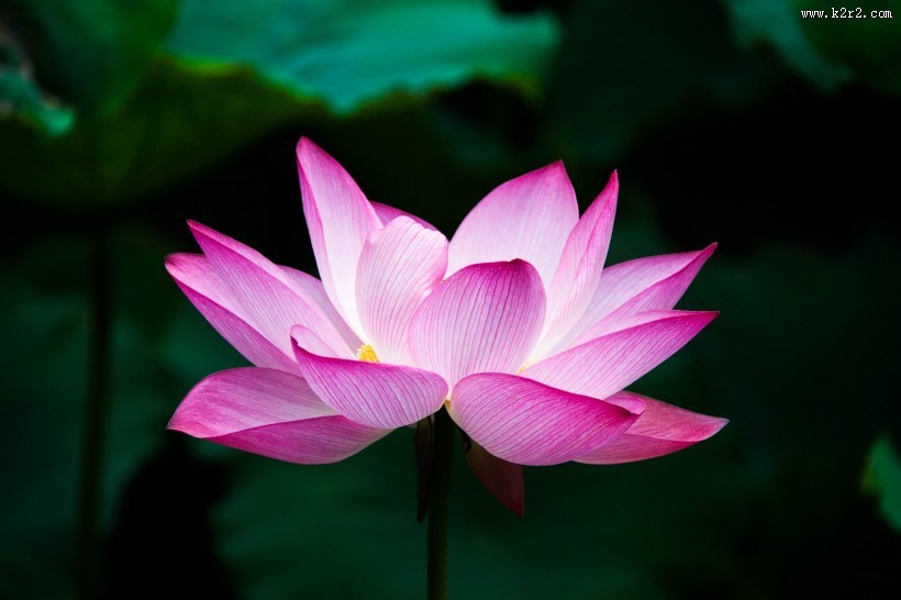 怒放盛开的荷花图片