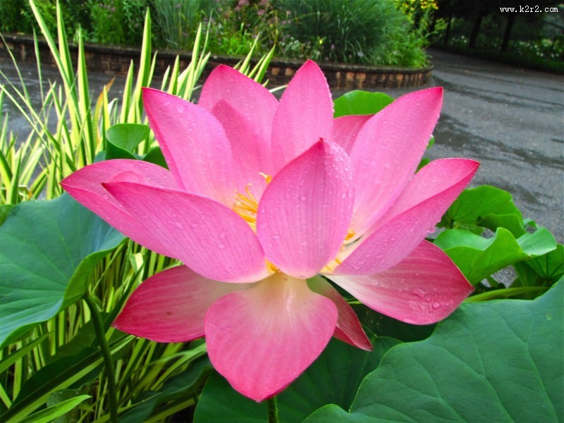 怒放盛开的荷花图片