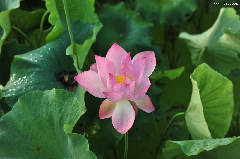 怒放盛开的荷花图片