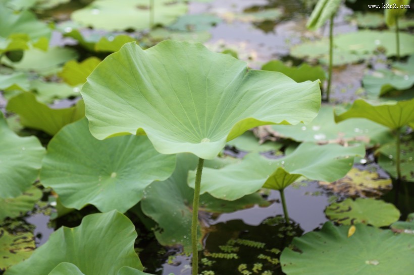 绿意盎然的荷叶图片