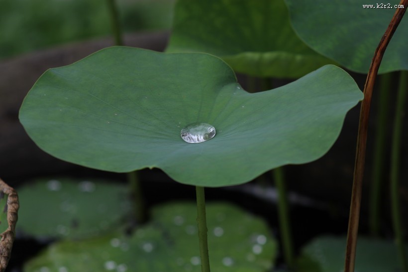 绿意盎然的荷叶图片