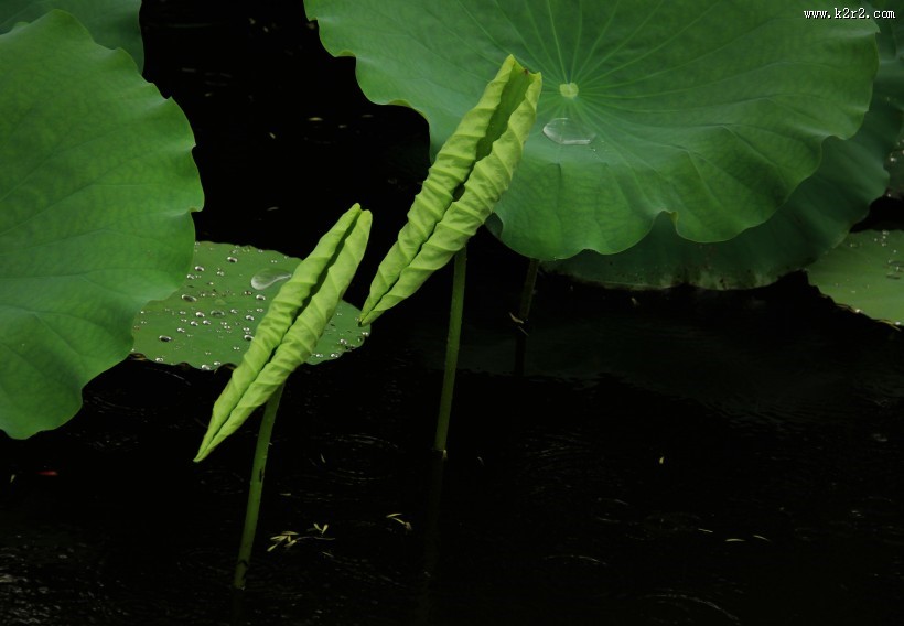 绿意盎然的荷叶图片