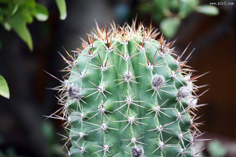 带刺的仙人掌图片大全