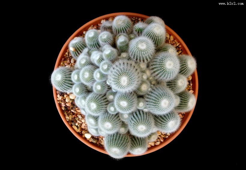 带刺的仙人掌图片大全