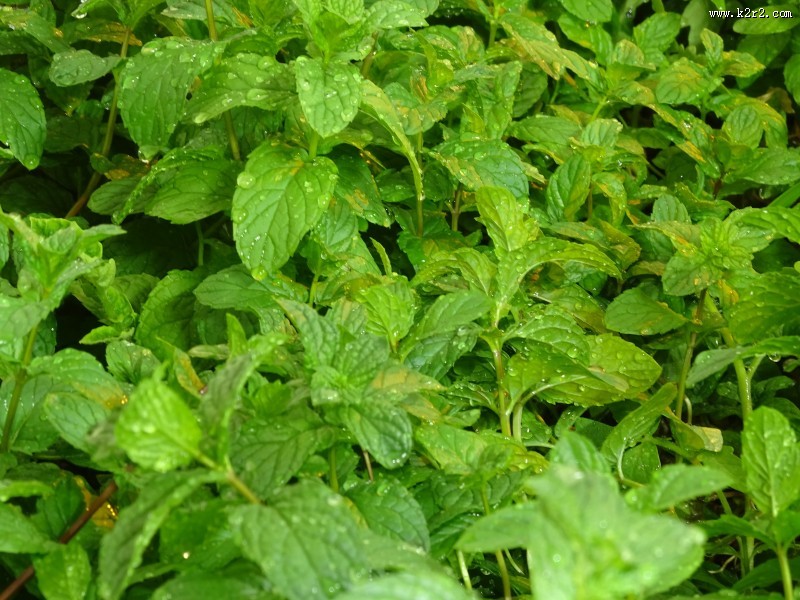 绿色的薄荷图片大全