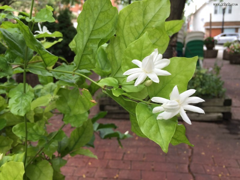 洁白无瑕的茉莉花图片