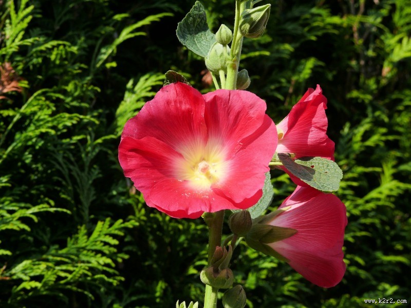 各种颜色的蜀葵图片