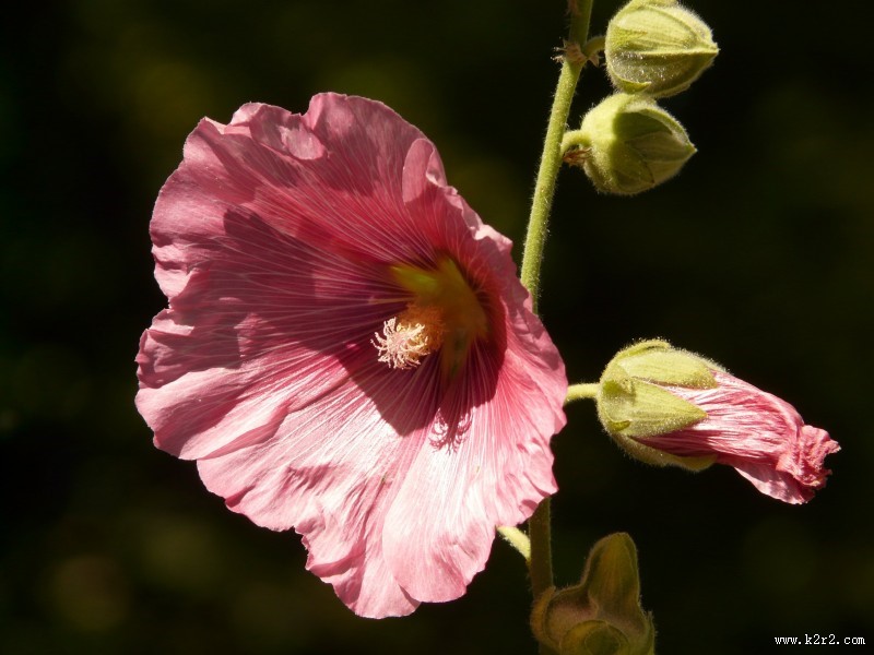 各种颜色的蜀葵图片