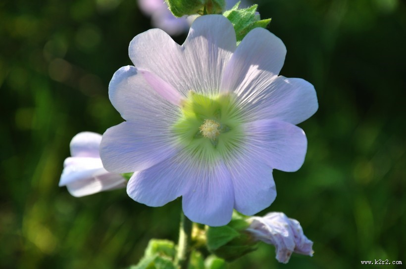 各种颜色的蜀葵图片
