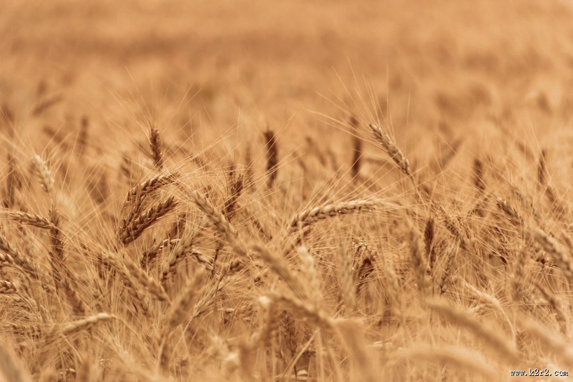 成熟的麦子图片