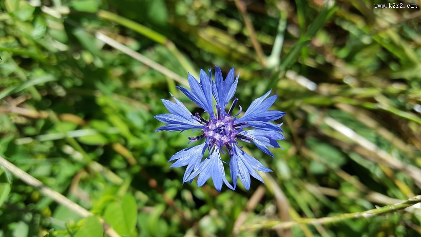 蓝色矢车菊图片