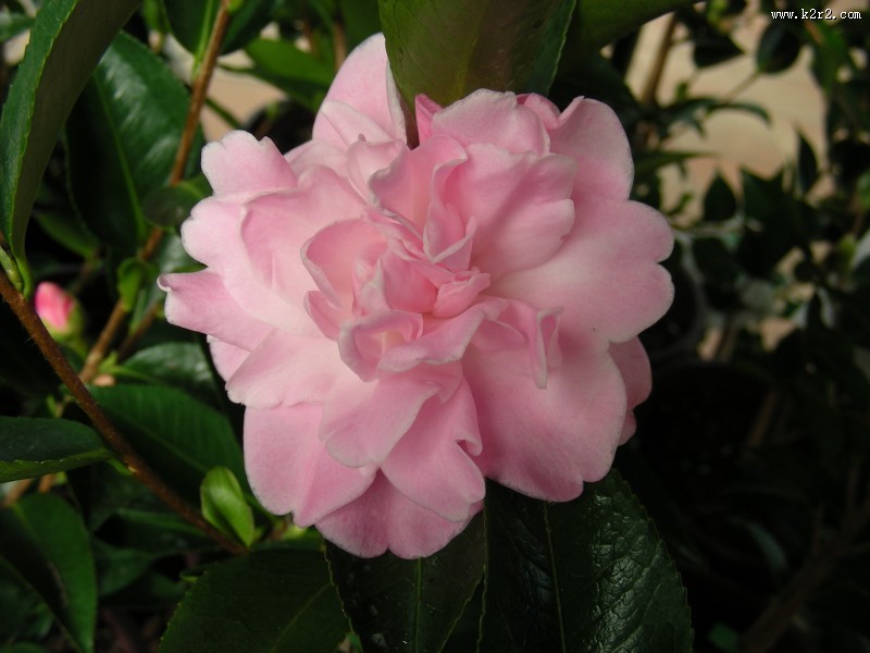 粉红色山茶花高清图片