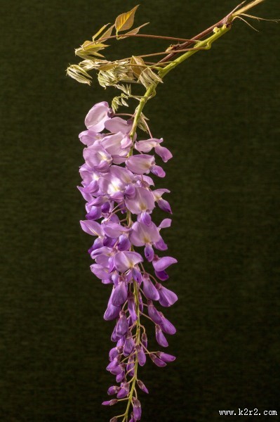 紫藤花高清图片