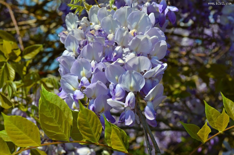 紫藤花高清图片