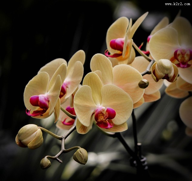 美丽的蝴蝶兰高清图片