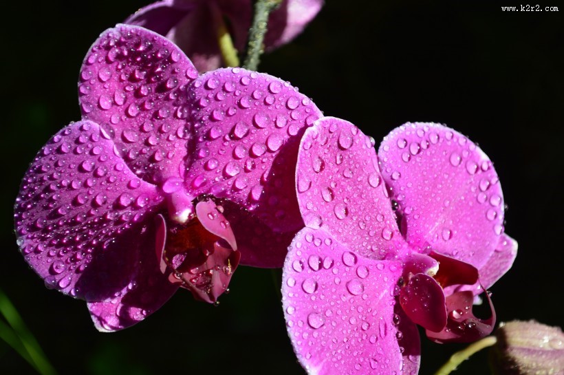 美丽的蝴蝶兰高清图片