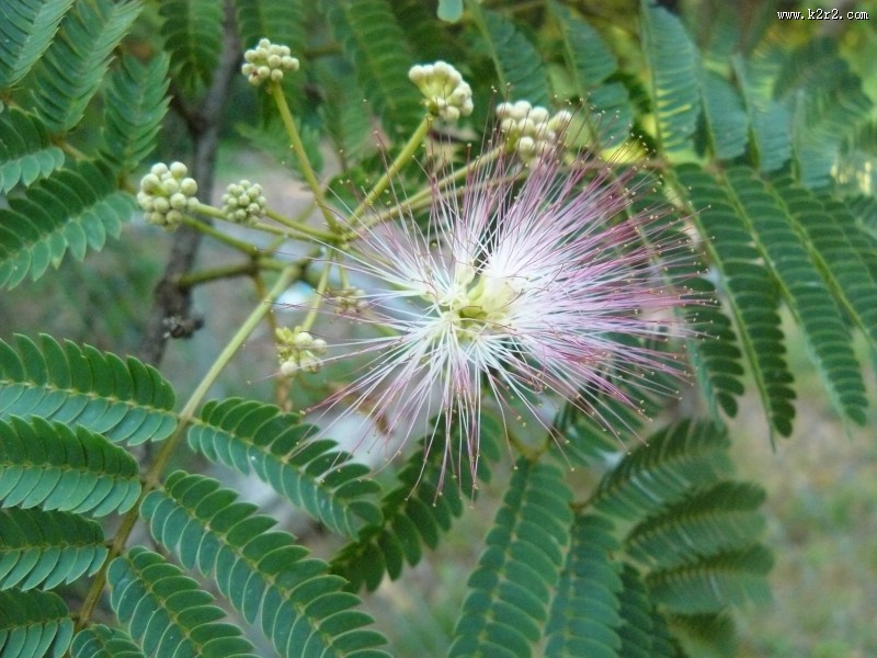 害羞的含羞草图片
