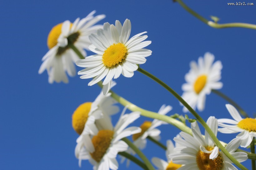 白色雏菊高清图片