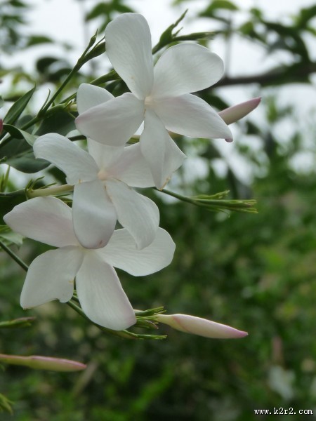 又香又白的茉莉花图片