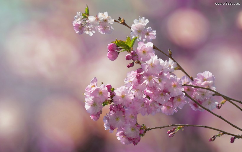 樱花高清图片大全