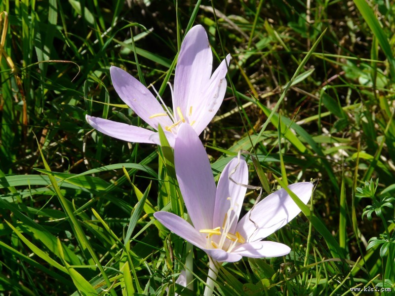 水仙花高清图片大全