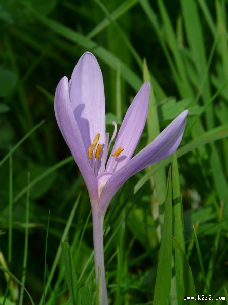 水仙花高清图片大全