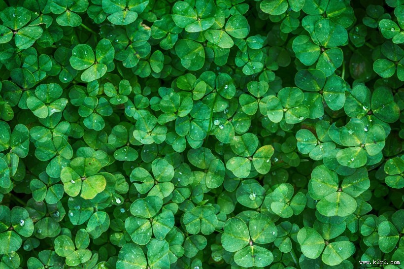 三叶草高清图片