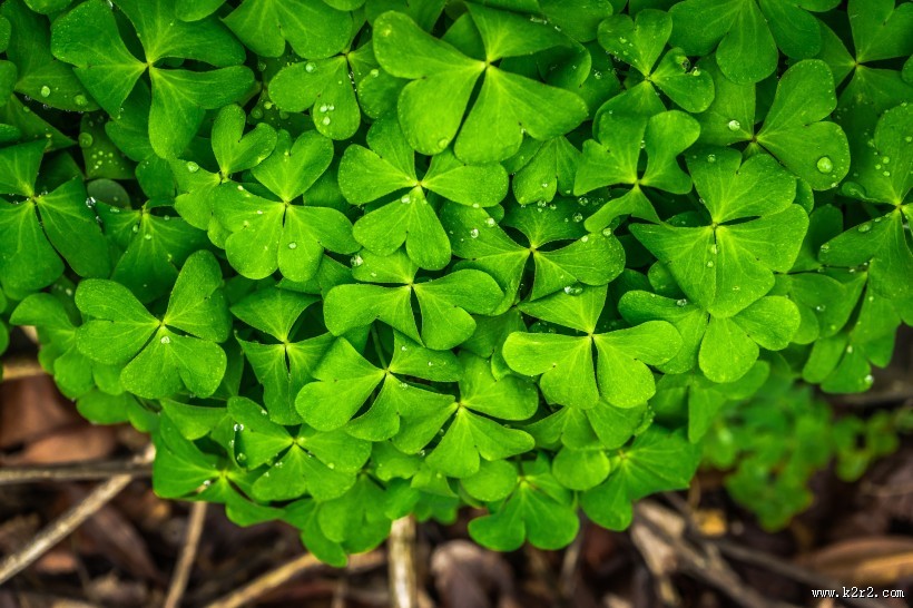三叶草高清图片