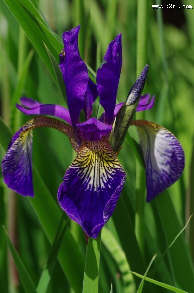 鸢尾花高清图片