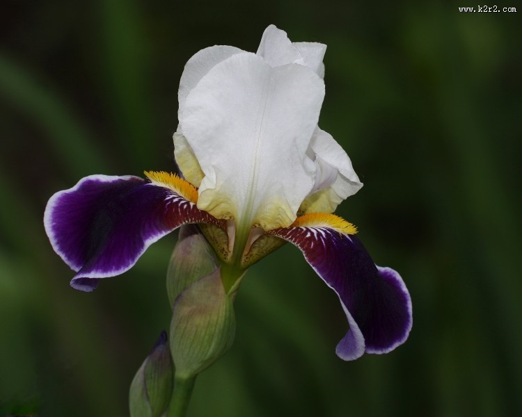 鸢尾花高清图片