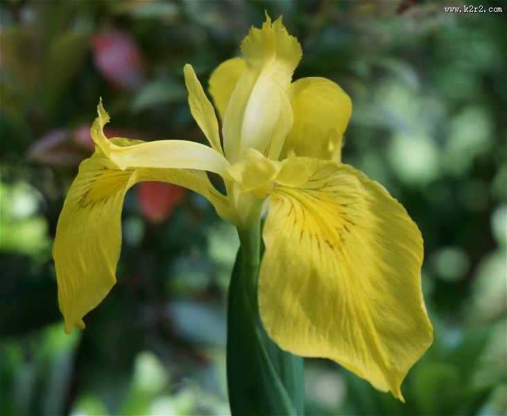 鸢尾花高清图片