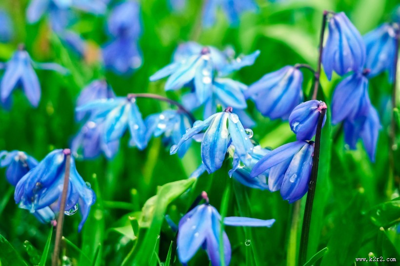 蓝色风信子图片