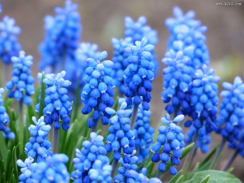 蓝色风信子图片