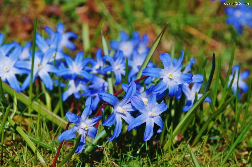 蓝色风信子图片