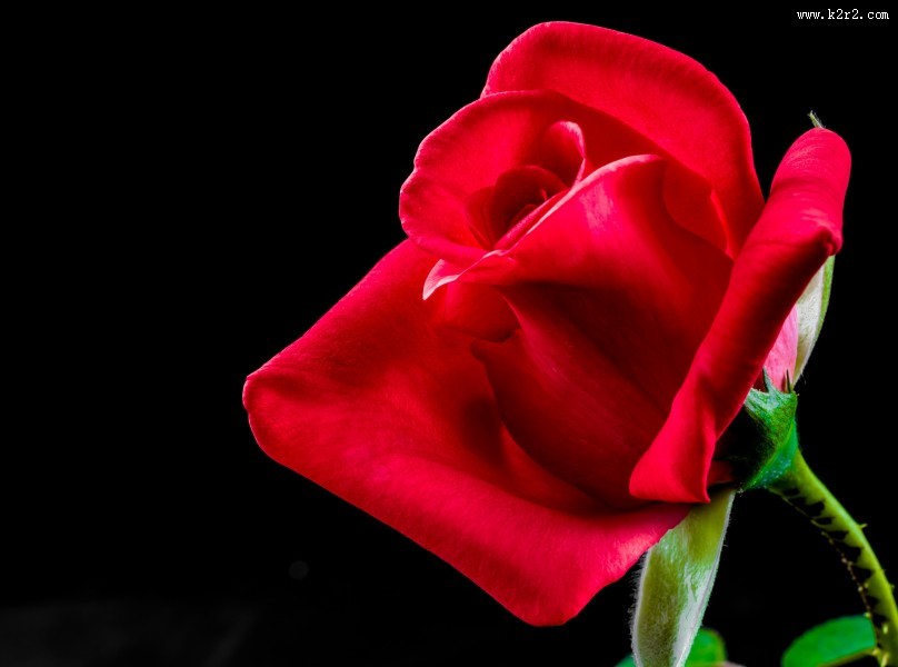 盛开的红色玫瑰花图片大全