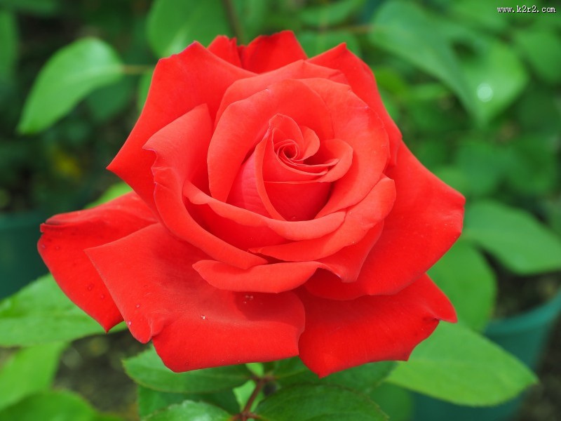 盛开的红色玫瑰花图片大全